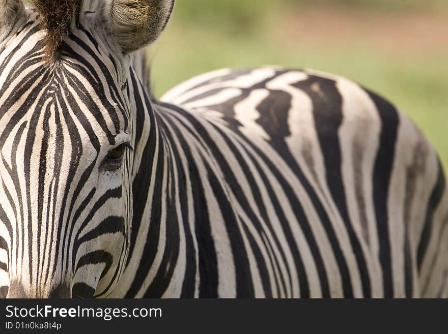 Closeup of a beautiful african zebra body with focus on the head and eye. Closeup of a beautiful african zebra body with focus on the head and eye