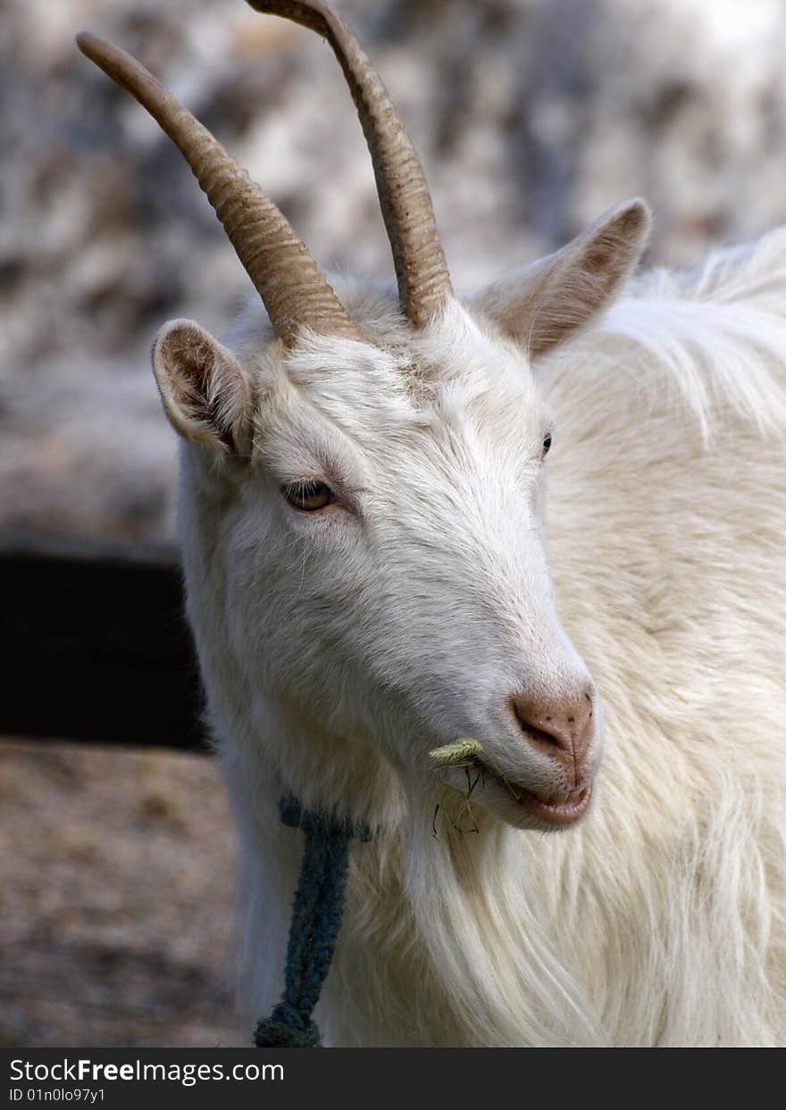 Portrait of a male goat on a farm