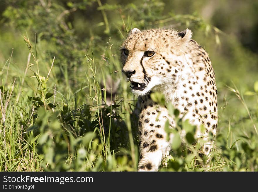 Cheetah Stalk