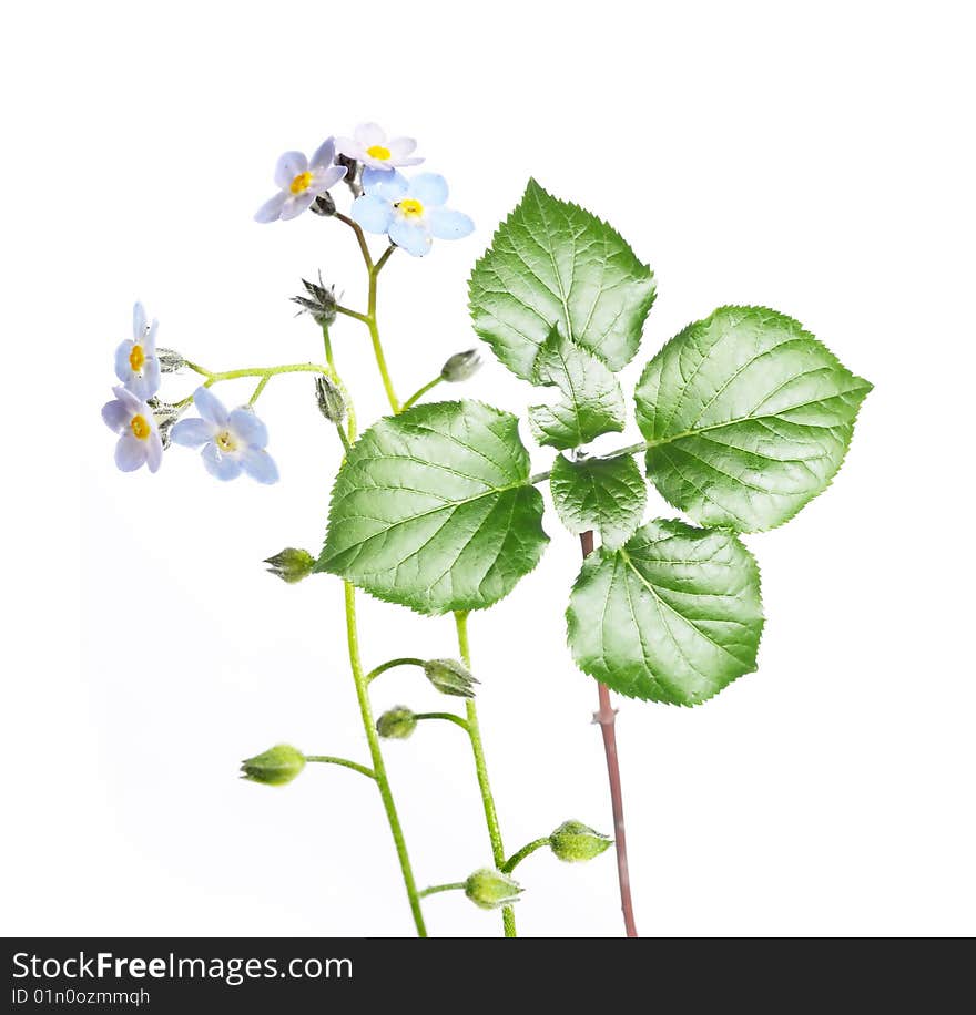 Young green leaves against white background. useful design element