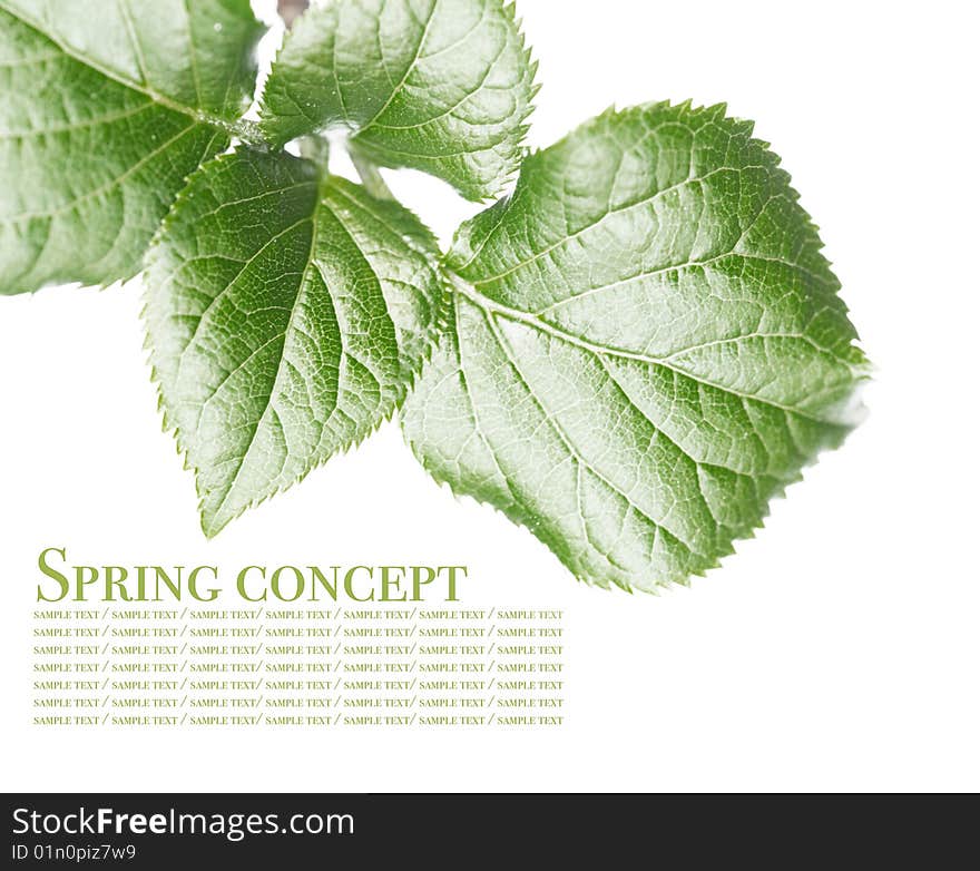 Young green leaves against white background. useful design element