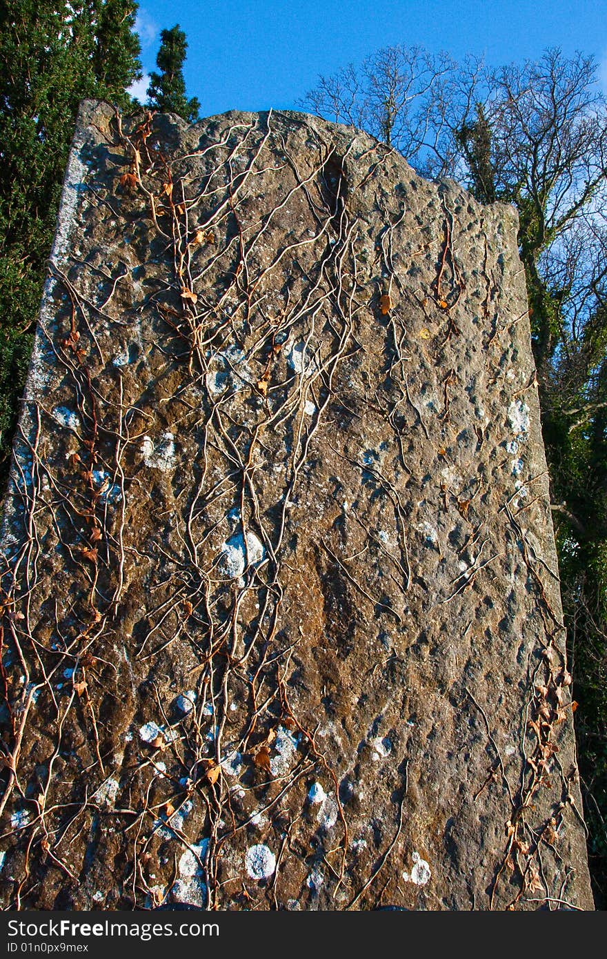 Old gravestone covered in ivy and moss