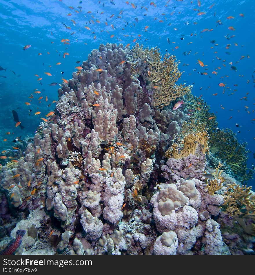 Wonderful Red Sea Reef