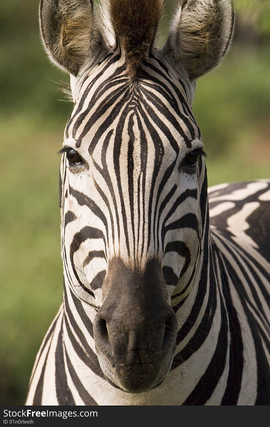 Square Zebra