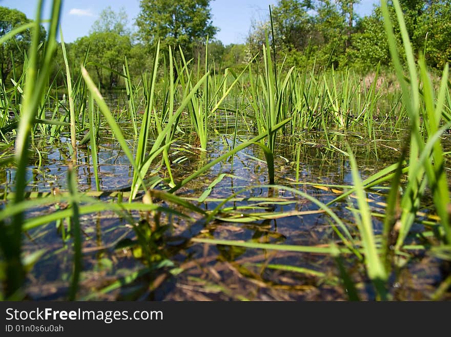 The water in the pond