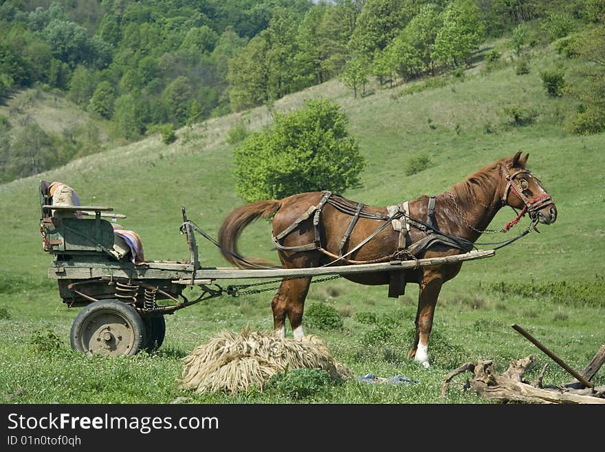 Horse and gig on a green hill. Summer.