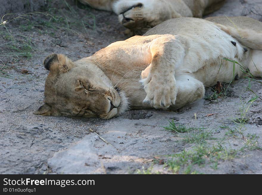 Lioness, laying down with crossed paws - South Africa. Lioness, laying down with crossed paws - South Africa