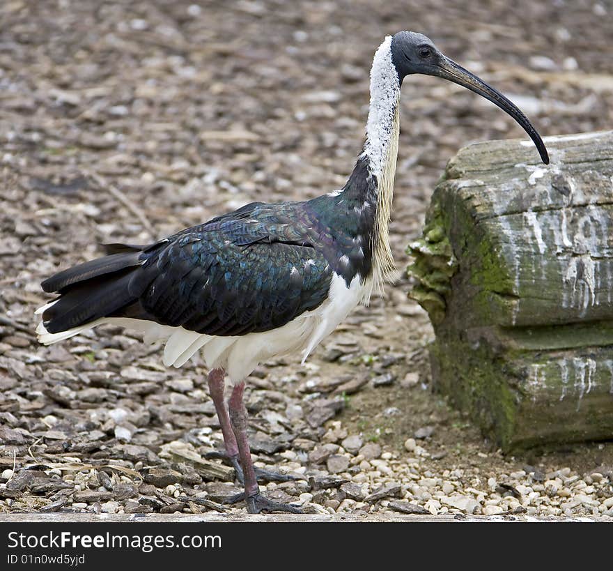 Straw-necked ibis 3