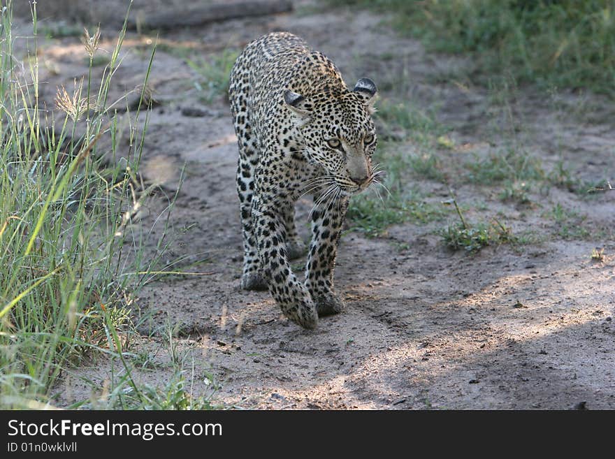 Leopard South African Safari