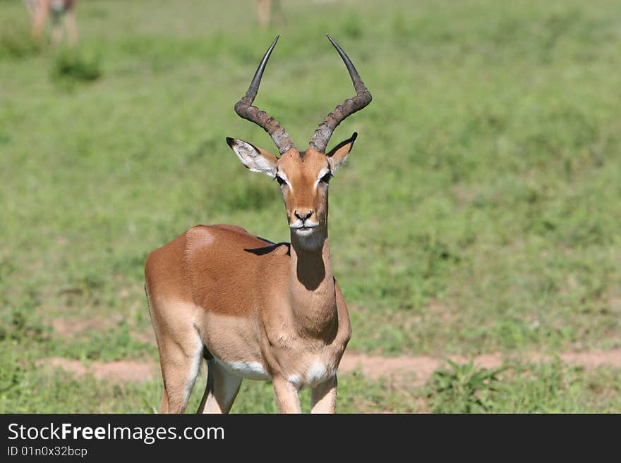 Impala in open plains - South Africa. Impala in open plains - South Africa