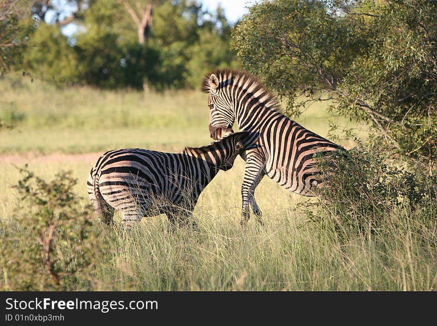 Zebra South African Safari