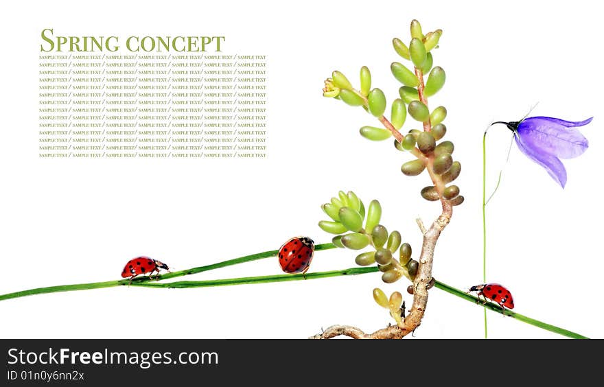 Spring concept. flora and ladybird against white background.