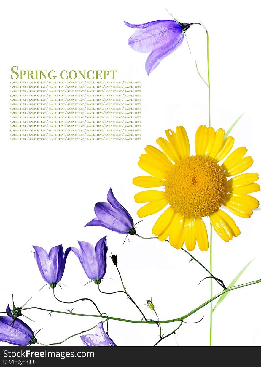 Spring concept. flora against white background.