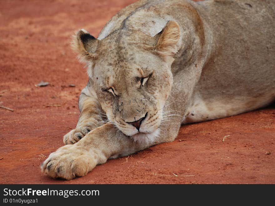 Wild lion takes a rest on the road. Wild lion takes a rest on the road