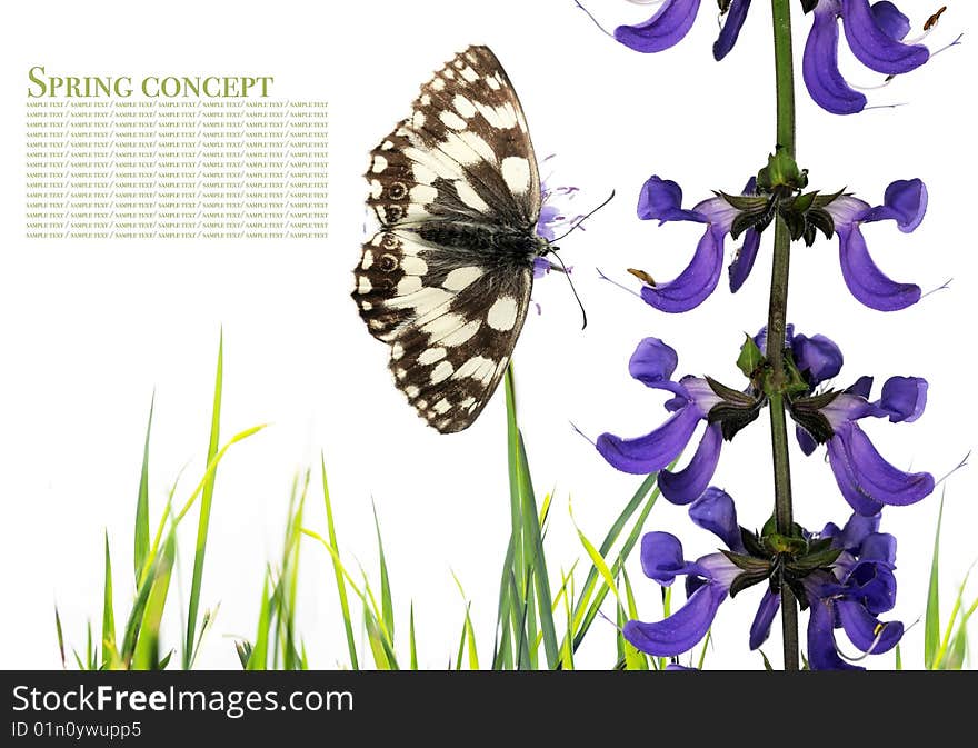 Summer concept. butterfly and flora against white background.