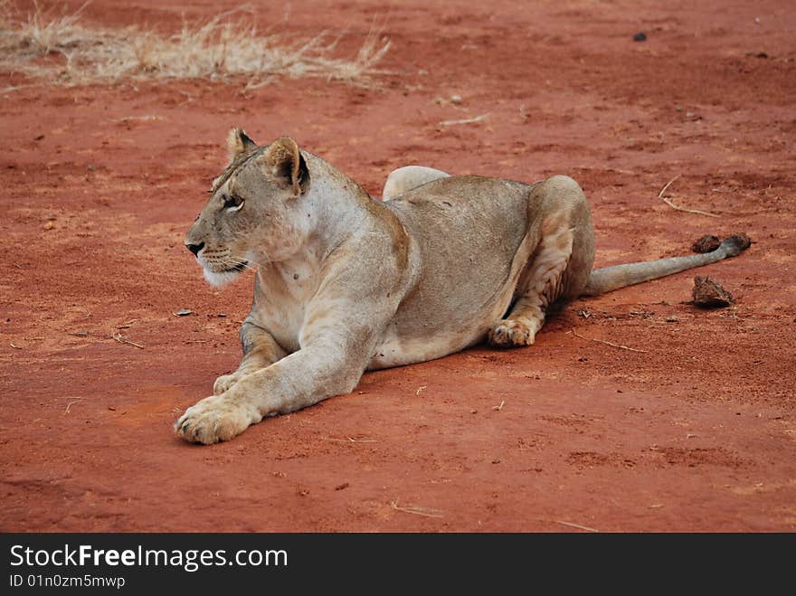 Wild lioness takes a rest on the road. Wild lioness takes a rest on the road