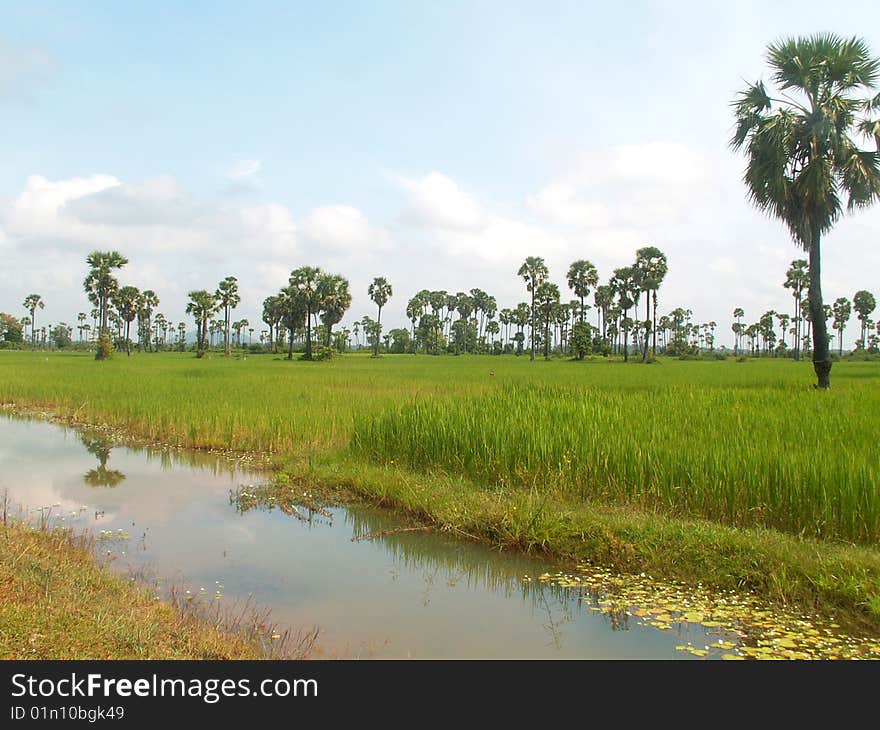 Rice Field And Sugar Palms