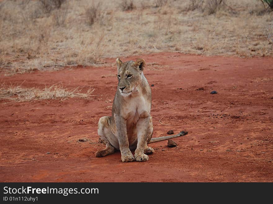 Wild lion takes a rest on the road. Wild lion takes a rest on the road