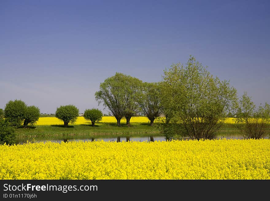 Poland landscape kneecap field and green tree on blue sky. Poland landscape kneecap field and green tree on blue sky