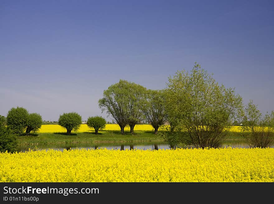 Poland landscape kneecap field and green tree on blue sky. Poland landscape kneecap field and green tree on blue sky