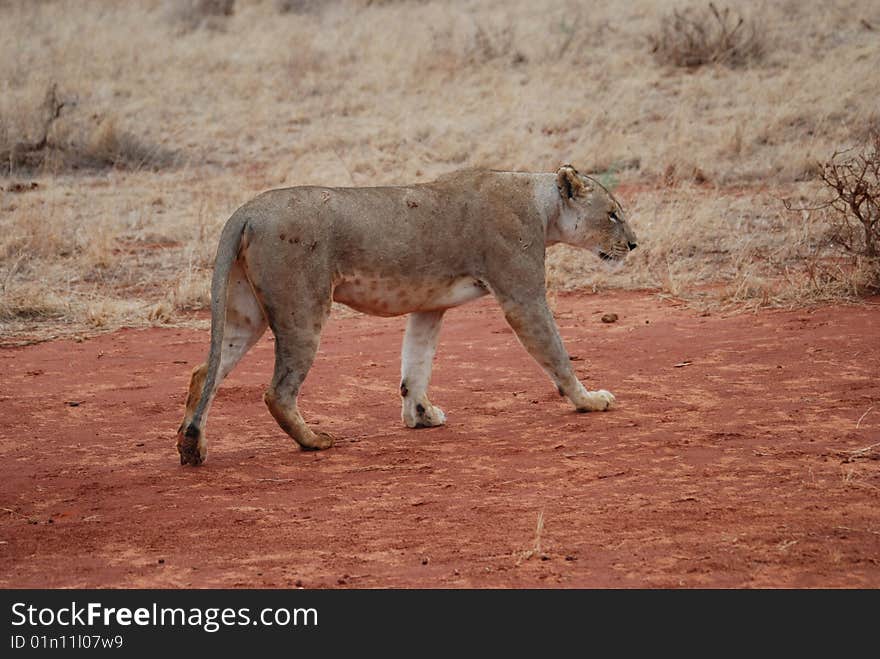 Wild lion walks in african savannah. Wild lion walks in african savannah