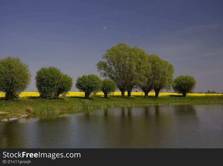 Poland landscape kneecap field and green tree on blue sky. Poland landscape kneecap field and green tree on blue sky