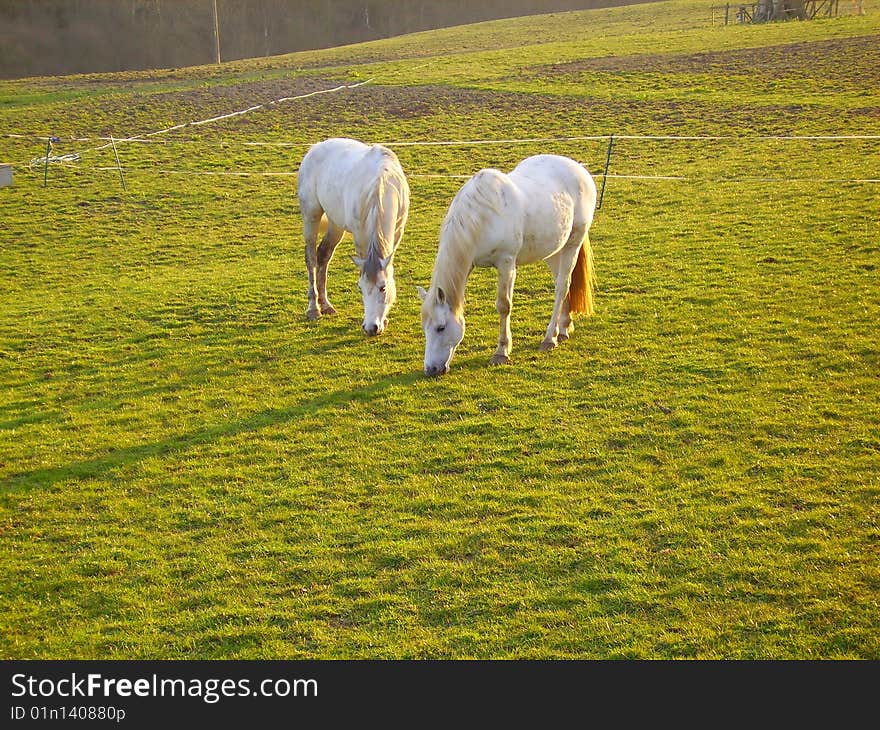 Two white horses eating grass on the meadow. Two white horses eating grass on the meadow