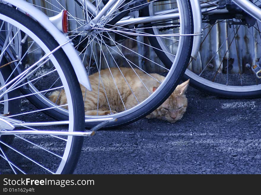 Guarding Cat