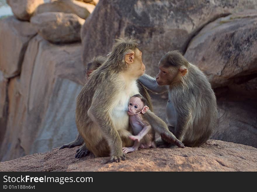 This photo was taken near Hampi (India). The place is called Monkey Temple.  At this point, 2 species of monkeys, langur live at the foot of the mountain, Rhesus Macaque, at the top of the mountain.