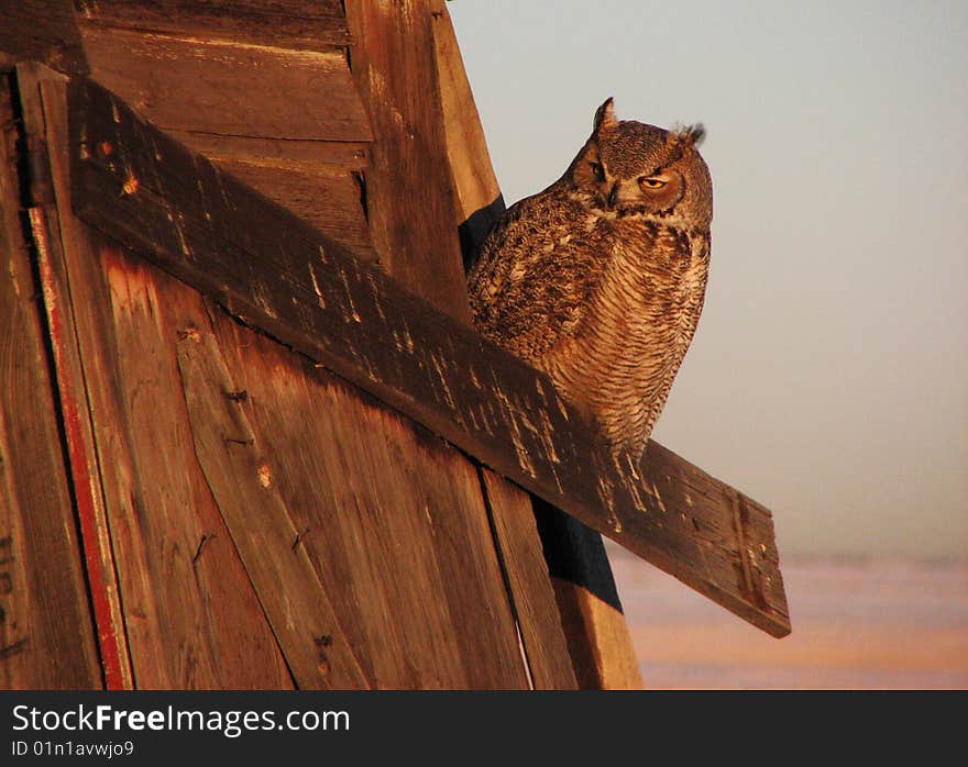 Barn Owl Patiently Waiting For His Next Meal