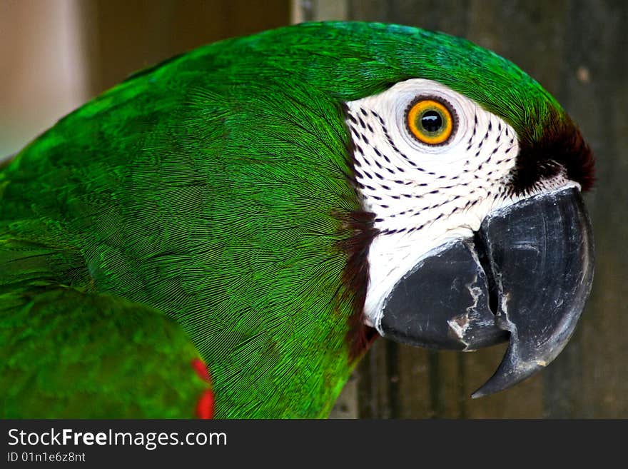 Green Parrot Is Watching You