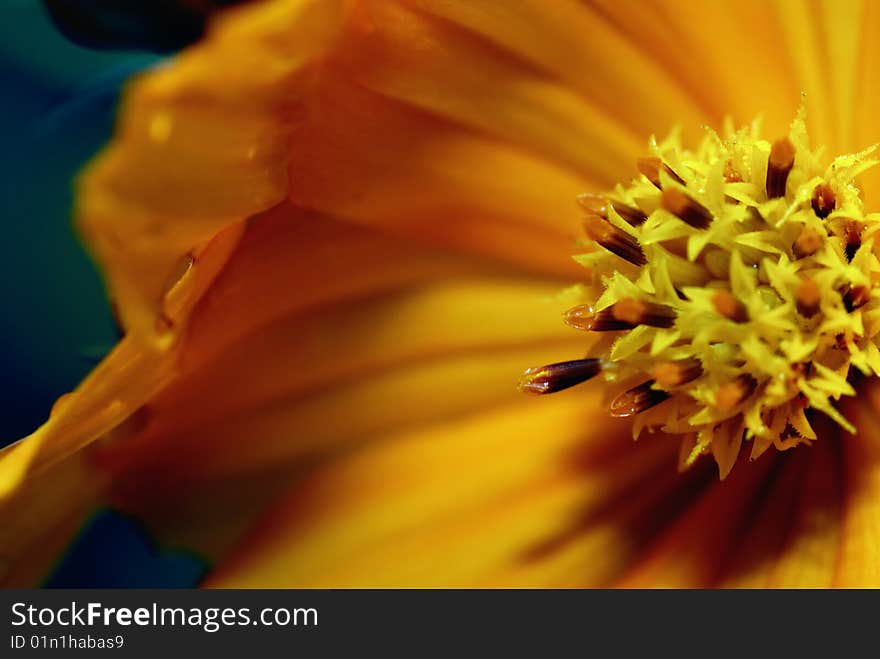 Macro on flower after raining