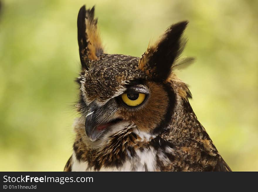 Great Horned Owl up close.