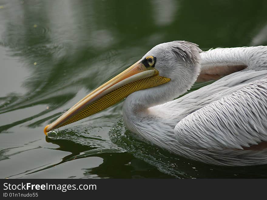 Pelican