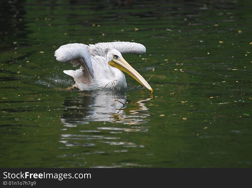 A Pelican was cruising in the lake. A Pelican was cruising in the lake.