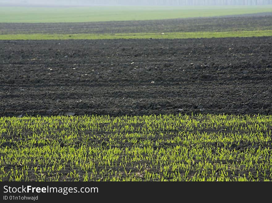 Fresh field of wheat as a background