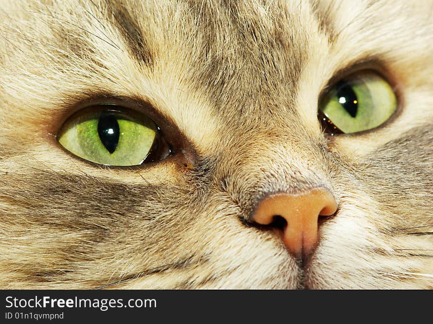 Cat  isolated on a white background