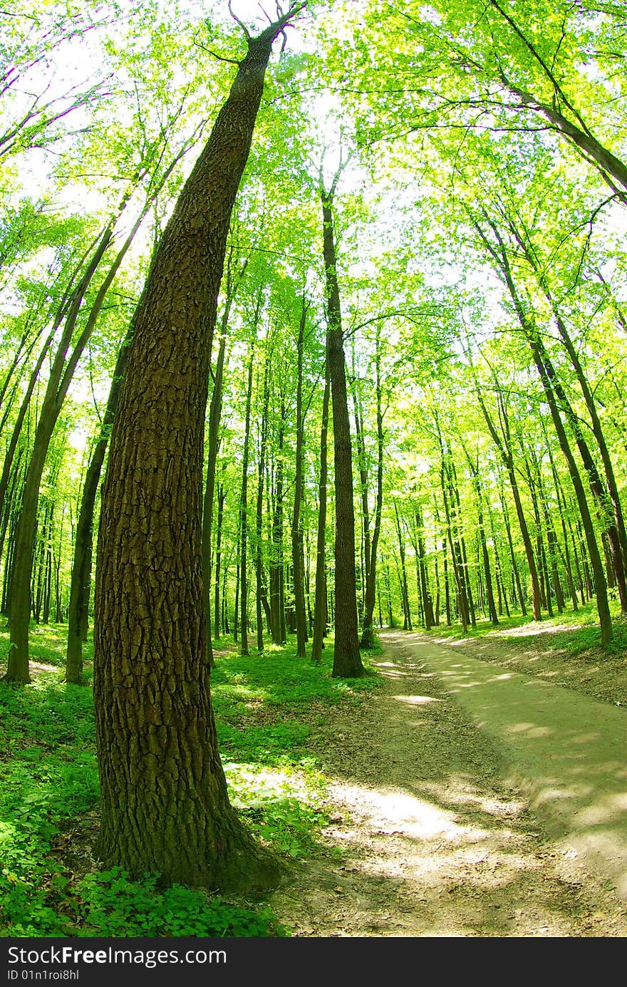 Green forest  background in sunny day. Green forest  background in sunny day