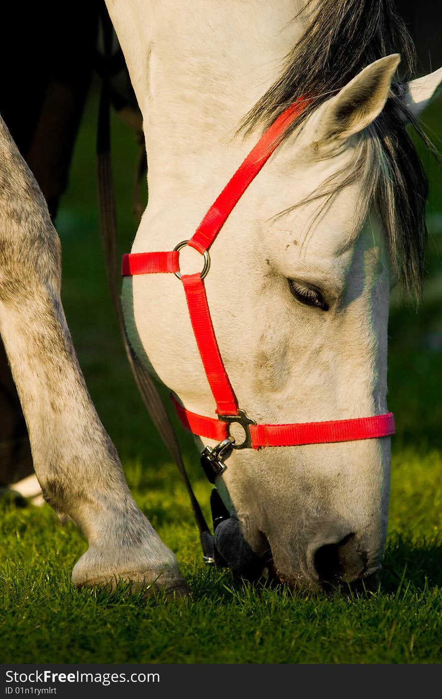 A WHITE horse eating grass in a meadow, its head down.