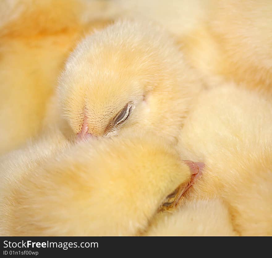 The Sleeping small chicken.The Age one day. The Sleeping small chicken.The Age one day.