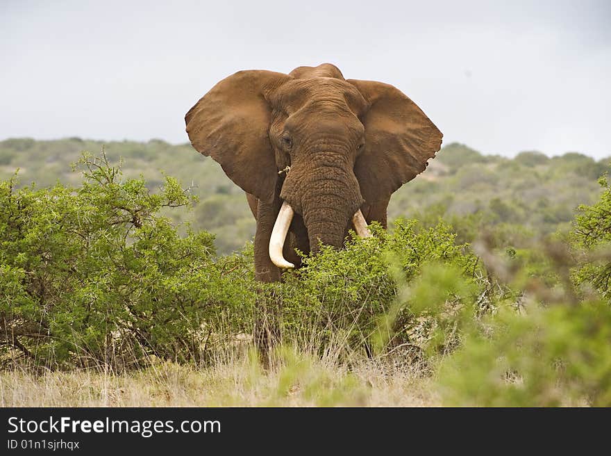 A large Bull Elephant Flaps his ears at me. A large Bull Elephant Flaps his ears at me