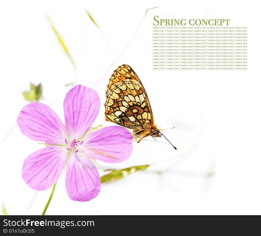 Spring concept. butterfly and flora against white background.