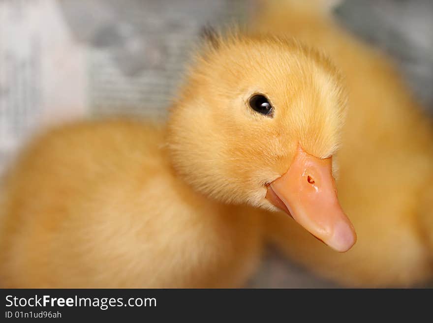 The Duckling.