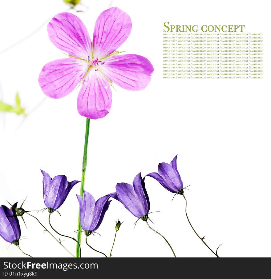 Flora against white background. useful design element. Flora against white background. useful design element.