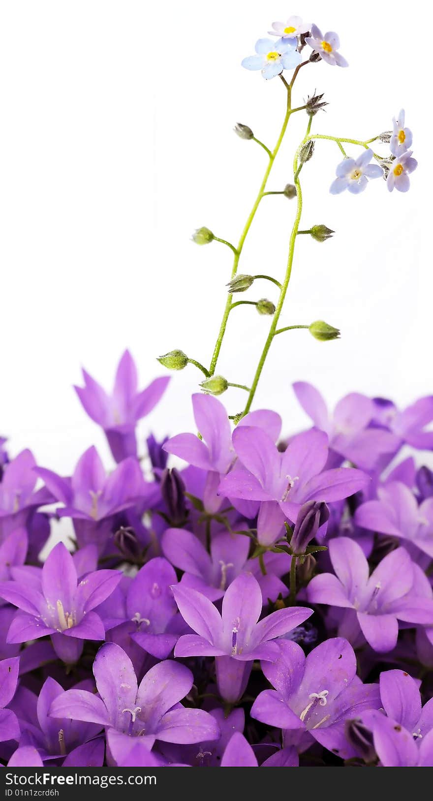 Summer flora against white background. useful design element.