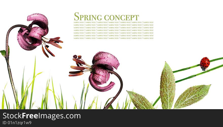 Spring concept. flora and ladybird against white background.