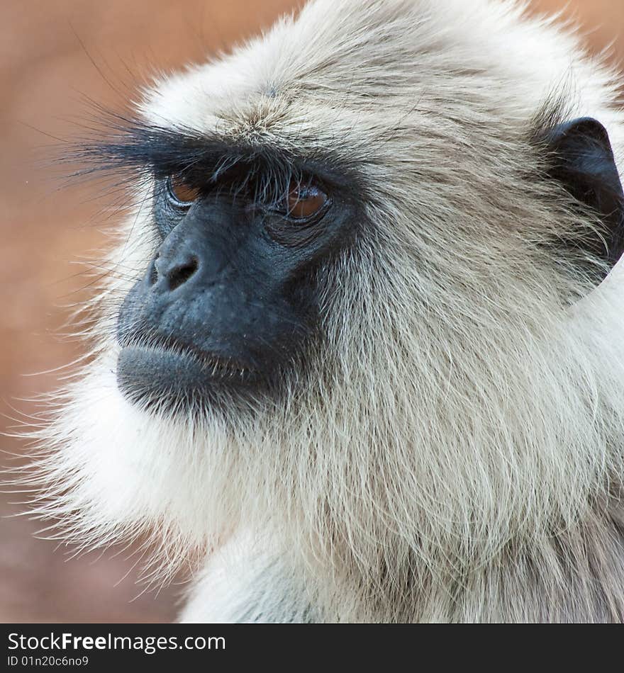 Common langur in Bandipur National Park, India. Common langur in Bandipur National Park, India.