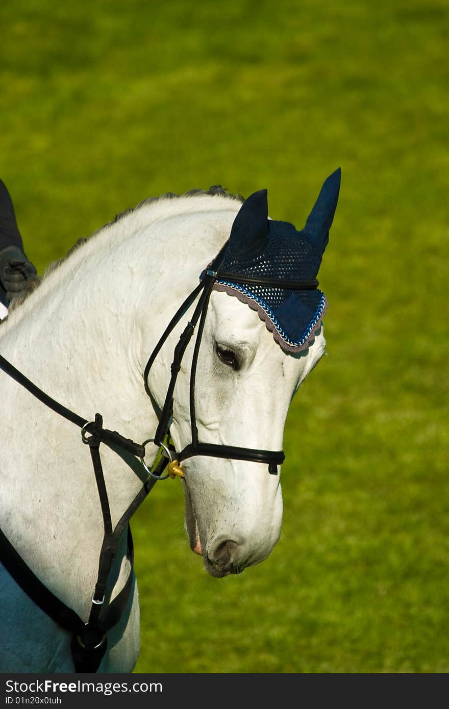 A WHITE horse eating grass in a meadow, its head down.