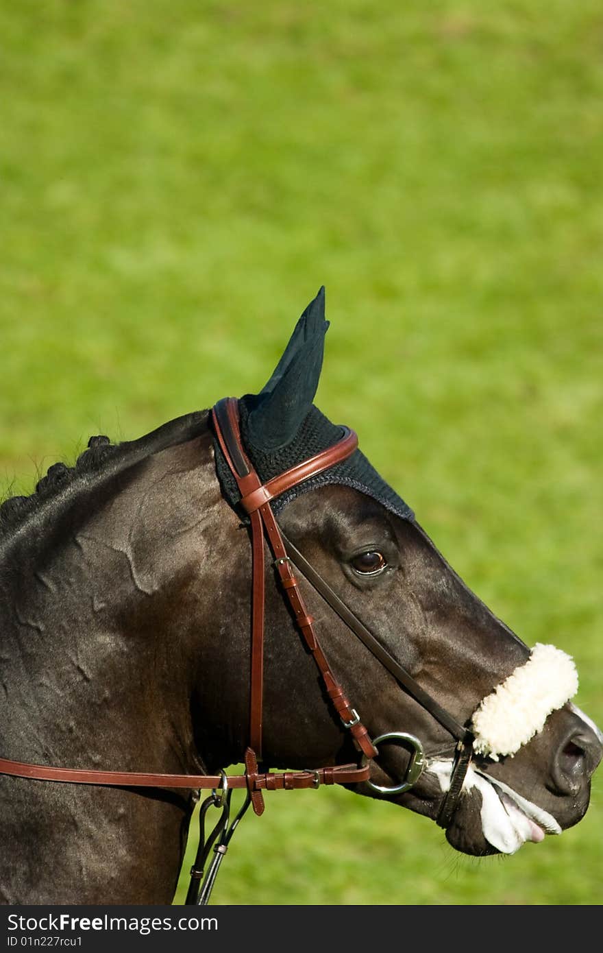 A black horse eating grass in a meadow, its head down.