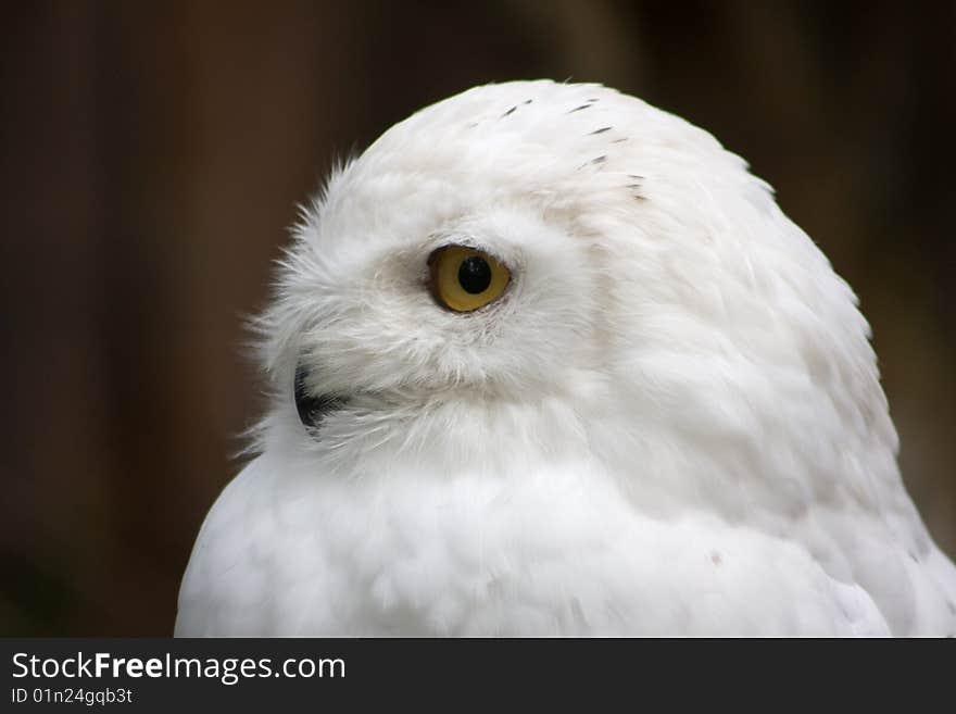 Snow White Owl